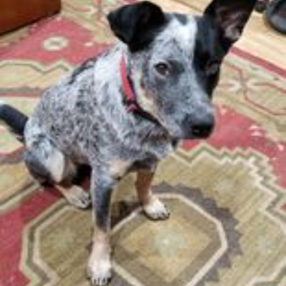 Meet your Posher, Jay - Picture 2 of 2